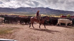 Ish Alleman Sr. Horse Cows