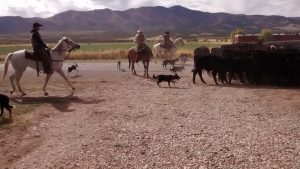 Kanosh Cowboys Cows Dogs 1