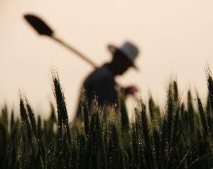 Farmer Shovel 1