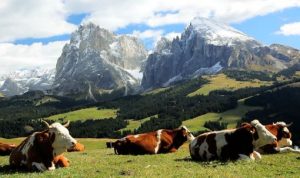 Alpine Grazing 2