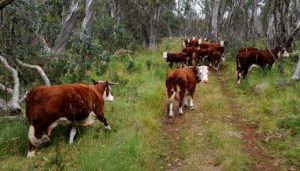 Herefords Grazing wide 2