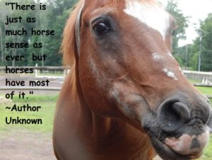 Horse Sense 2