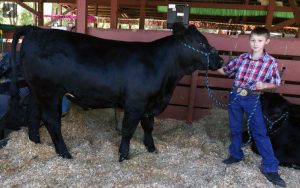 Steer LF 1