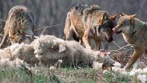 Wolves Sheep 1