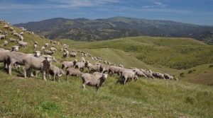 sheep grazing left