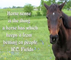 Horse Sense 1