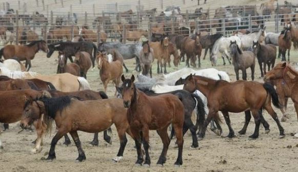 Wild Horse Advocates are Freaking Out — BLM Wildhorse Advisory Board Allegedly Votes to Euthanize All “Wild” Horses in Captivity