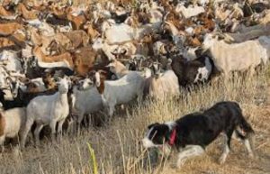 Border Collie Goats 2