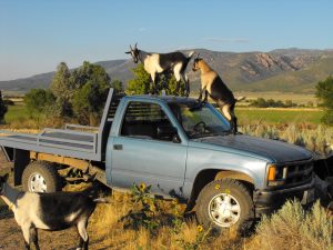 Goats Truck 1