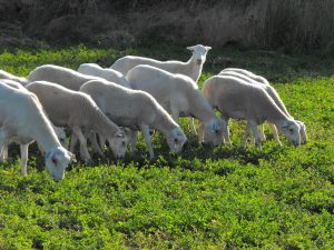 Sheep Grazing Alfalfa 1