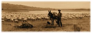 Sheep Herder Donkey 1