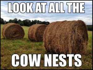 Cow Nests 1