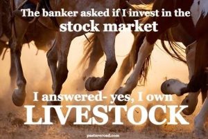 Stock Market Livestock 1