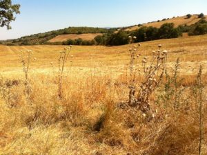 Thistle Rye Grass 2