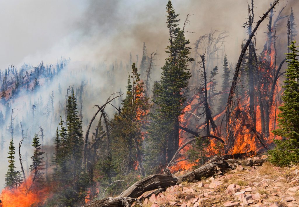 Wildfires: RANGE magazine’s history of inspired reporting and solutions