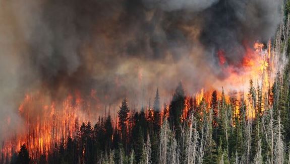 The Connection between Devastating Wildfires and Forest Management