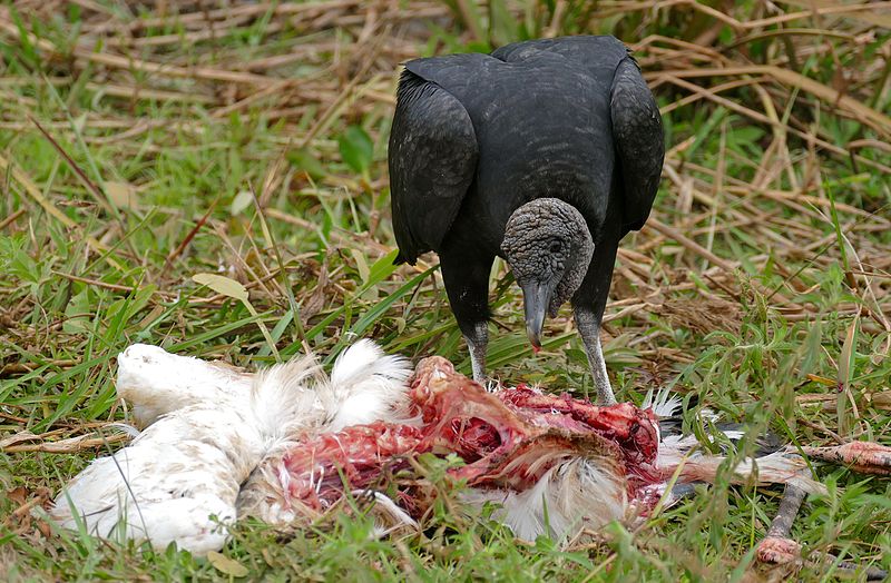 Kentucky’s “protected” vultures are eating animals alive, yet farmers need a permit to kill them