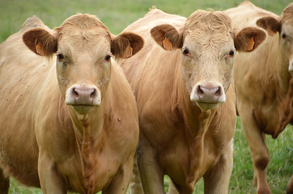 Global environmentalists targeting America’s beef industry for destruction