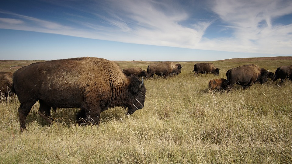 Montana’s agriculture communities battle APR’s “rewilding” efforts