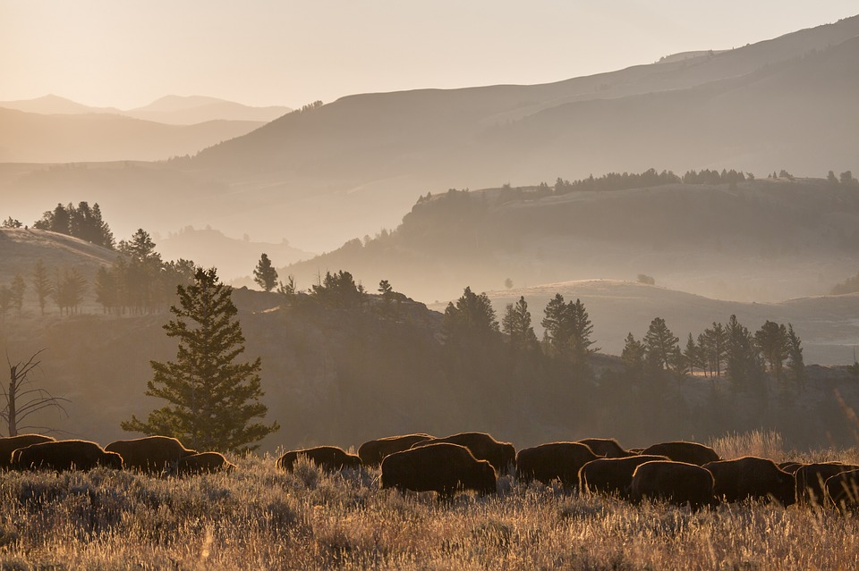 Research shows 1882 bison population collapse was due to poor range management, not overhunting