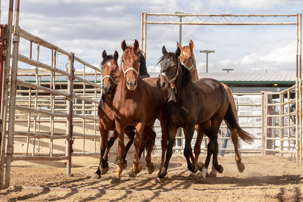 Wild Spayed Filly Futurity: A new tradition and one solution to the wild horse crisis