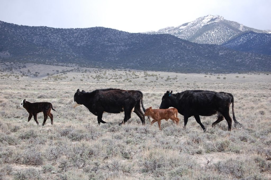 Rangelands are critical to “the health of the planet”