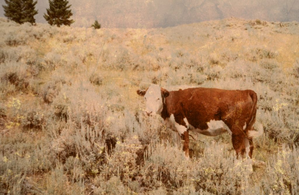 South Dakota Rancher educates U.S. Senate about environmental benefits of grazing