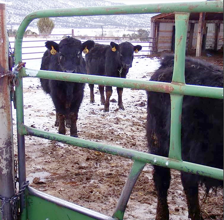 Vegan-inspired “Rancher Advocacy Program” aims to put beef producers out of business