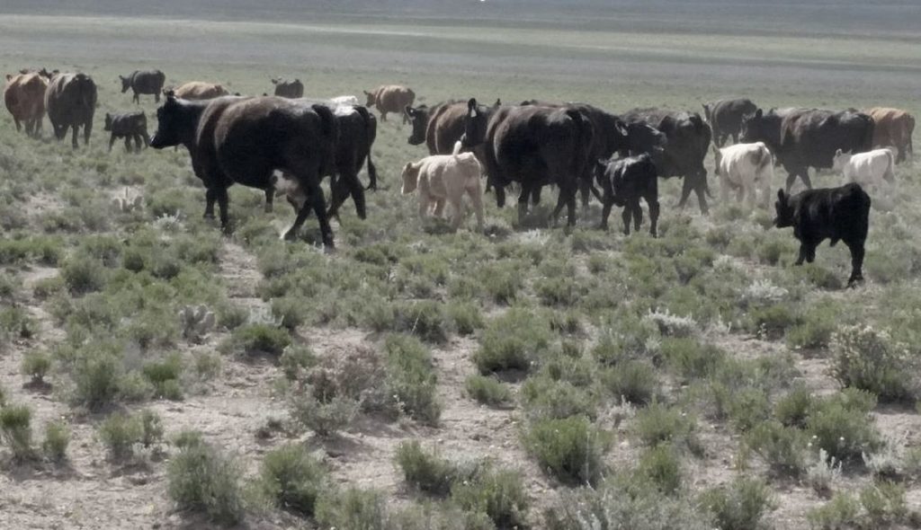 Southern Nevada Water Authority using tax-payer money to compete with private ranchers