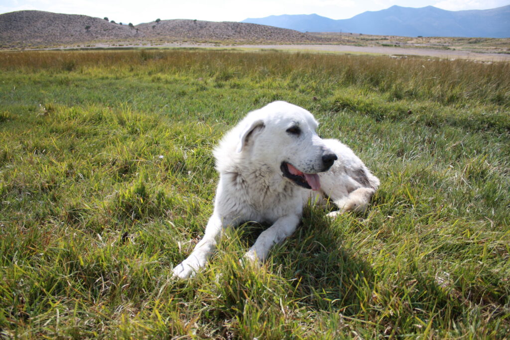 To the do-gooders “rescuing” Idaho livestock guardian dogs, STOP IT!