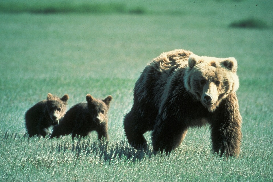No-longer endangered, growing grizzly populations threaten western ranchers