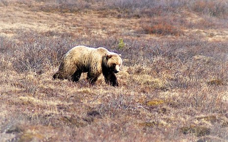 Grizzlies: Another weapon in the radical environmentalist arsenal