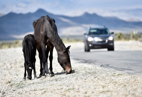 Horse “advocates” urge Biden to eliminate livestock grazing