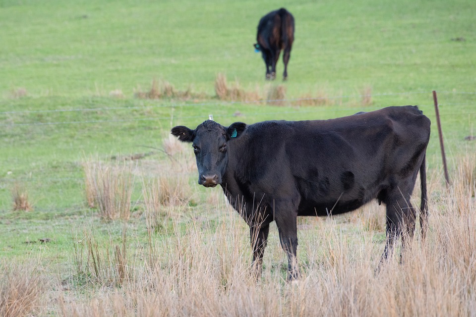 Oregon court decision could be “death knell” for Taylor Grazing Act