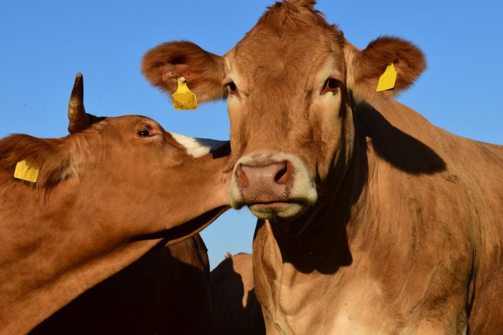 Cow kiss