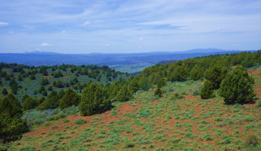 With range overrun by junipers, one Oregon ranch finds a solution
