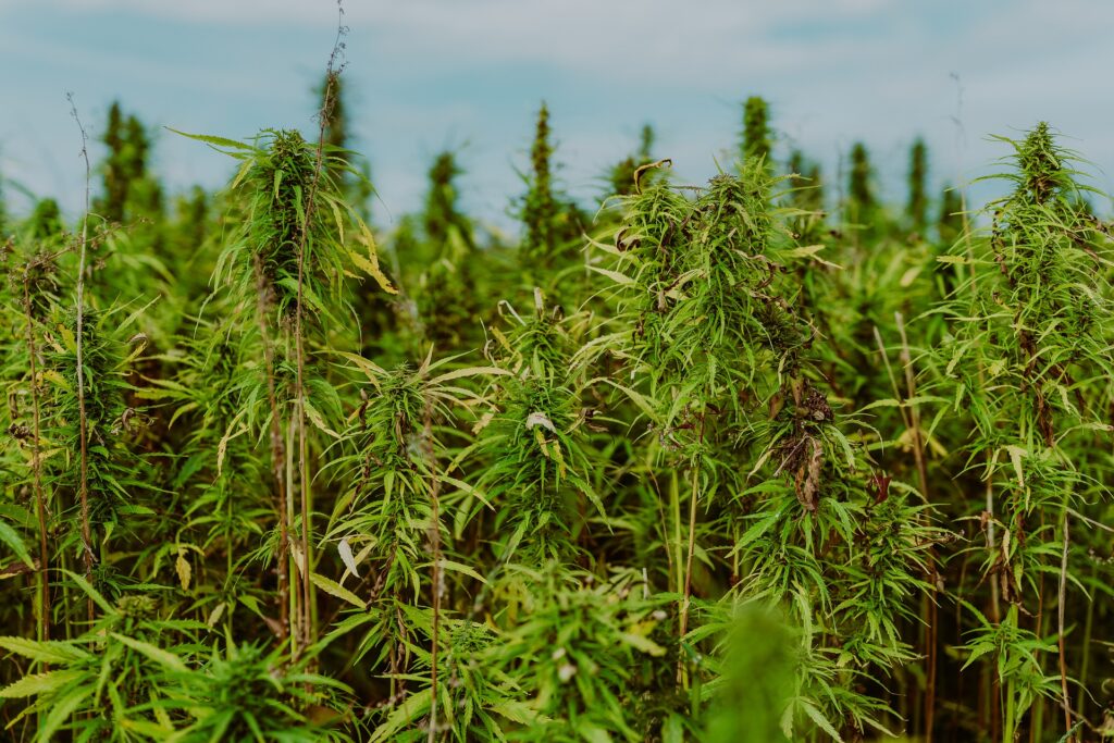 Oregon’s illegal marijuana grows bring crime and destruction to ranchers and farmers