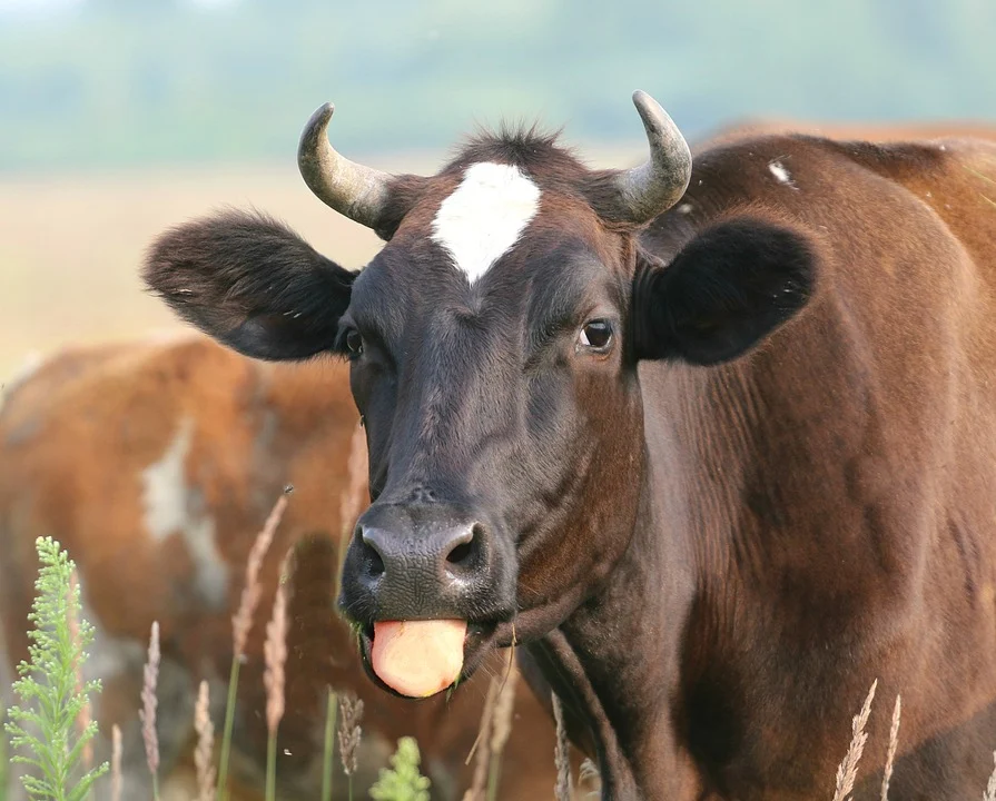 Biased attacks on beef industry debunked by science