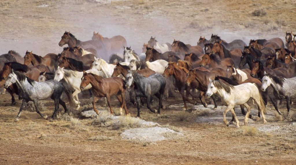Colorado’s progressive governor would rather see animals starve than gather wild horses
