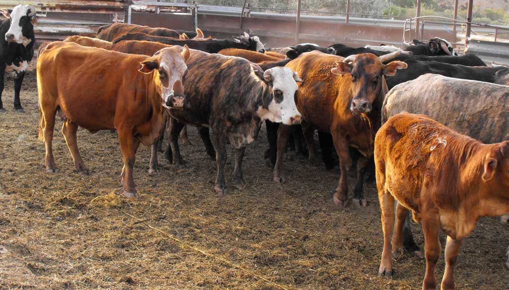 Cattle Rustling on the Rise