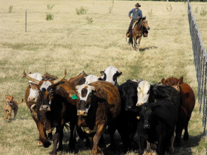Ranchers are saviors of grasslands, not enemies of the environment