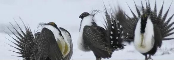 Are Sage Grouse Being Used as ScapeGoat to Reduce Grazing in the West?