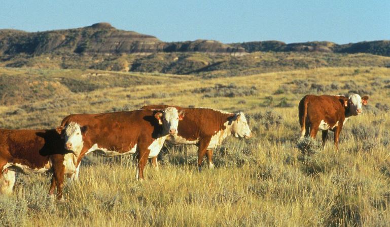 What To Do About Growing Conflicts Over Rangelands in the West — Part 3