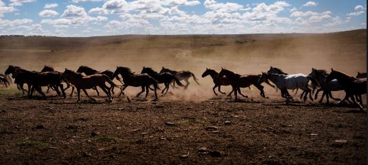 Wyoming court gives BLM the go-ahead to do its job and manage feral horse herds