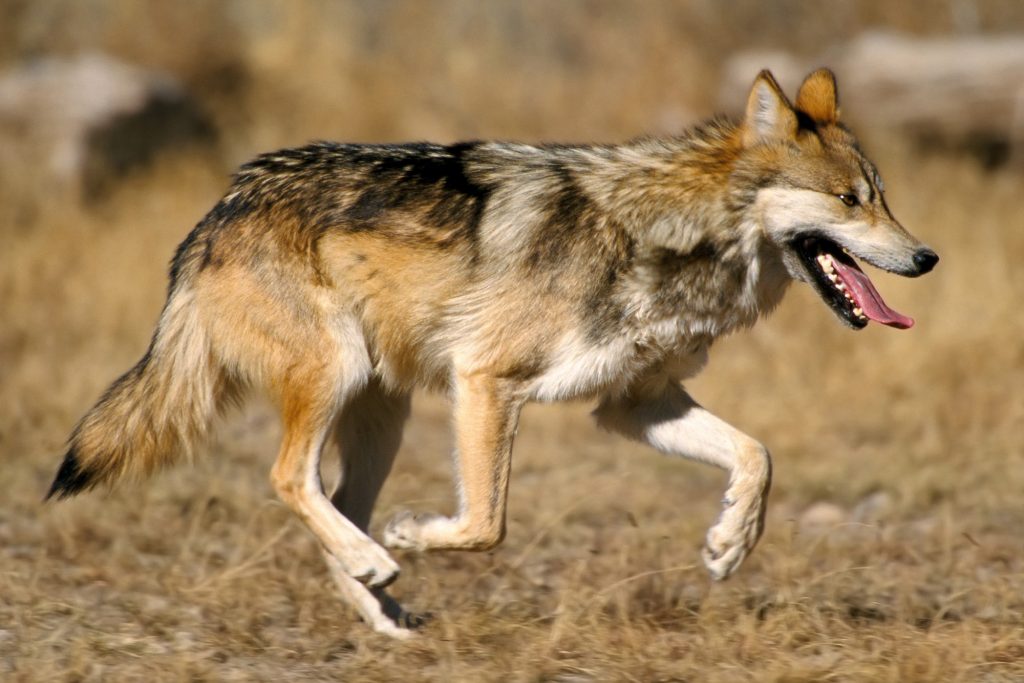 Forest Service takes grazing permit from rancher who killed wolf on his allotment
