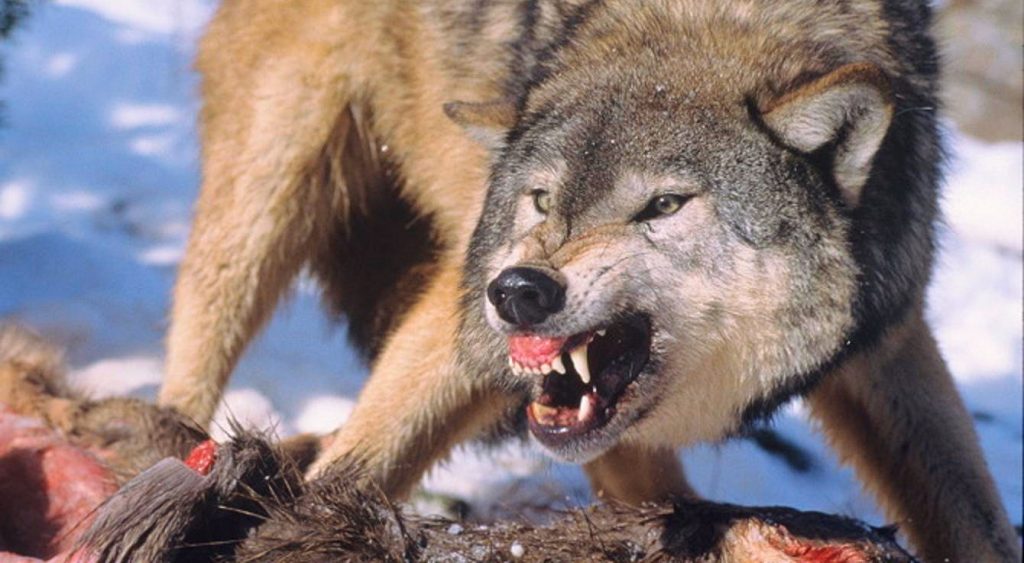 Colorado’s urban liberals pushing to introduce wolves into rural counties