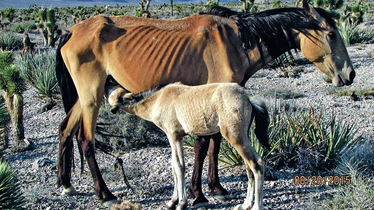 Wild Horses: The unfolding ecological disaster