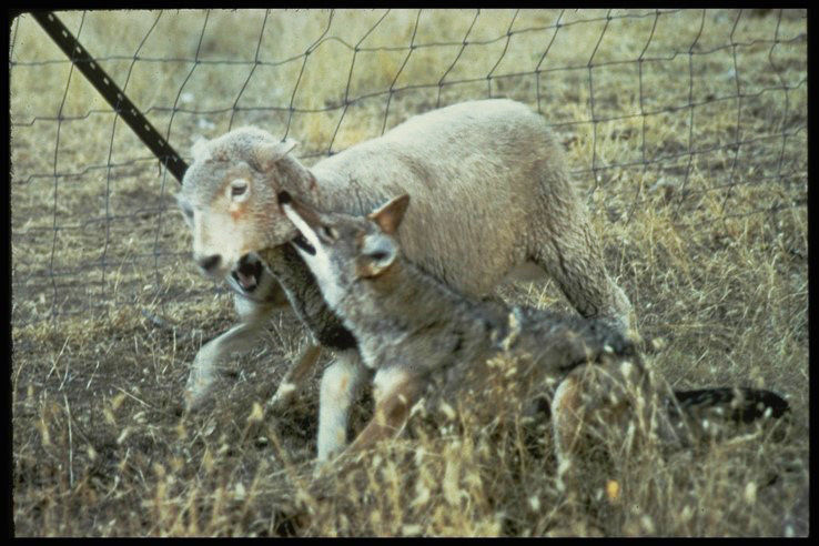 Nevada bill equates killing coyotes to killing people