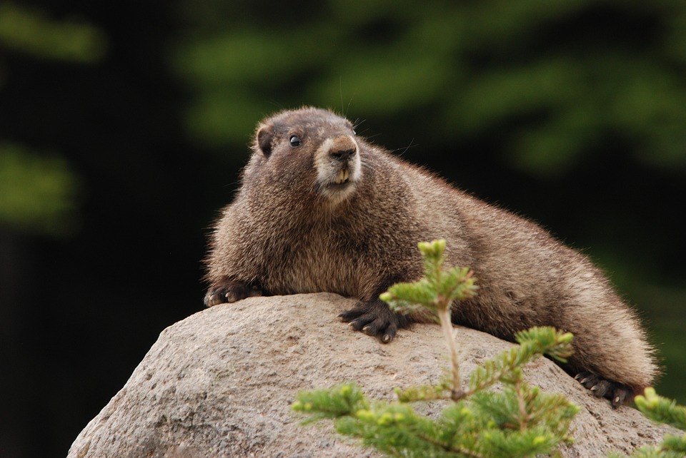 Cautionary Tale: Eat beef, not marmot