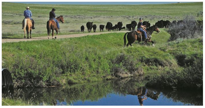 Montana's agriculture communities battle APR's "rewilding" efforts